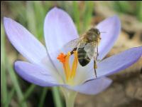 Biene Frühling 5