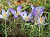 Krokus 12