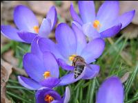 Biene Frühling 8