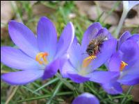 Biene Frühling 7
