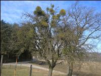 Apfelbaum Mistelbefall 2