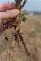 Alfalfa root 2