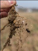 Alfalfa root 1