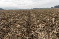 Maisernterückstände Mulch 3