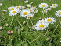 Gänseblümchen 9