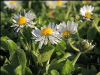 Gänseblümchen 8