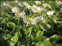 Gänseblümchen 7
