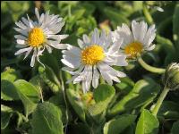 Gänseblümchen 6