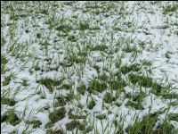 Später Wintereinbruch Gerste 14
