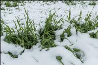 Später Wintereinbruch Gerste 17