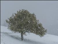 Später Winter Mostobst 16