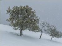 Später Winter Mostobst 17