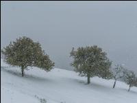 Später Winter Mostobst 18