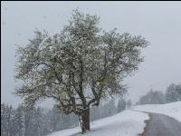 Später Winter Mostobst 19