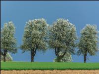 Mostobst Blüte 40