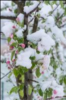 Später Winter Apfelknospe 8