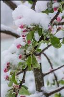 Später Winter Apfelknospe 7