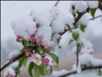 Später Winter Apfelknospe 6