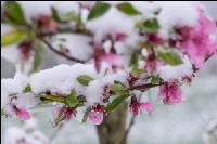 Später Winter Pfirsich 4