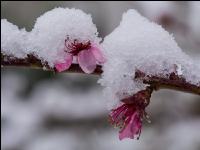 Später Winter Pfirsich 3