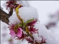 Später Winter Pfirsich 2