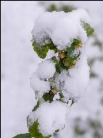 Später Winter Ribisel 4
