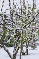 Später Wintereinbruch Apfel 3