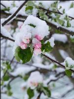 Später Winter Apfelknospe 5