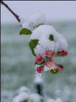 Später Winter Apfelknospe 4