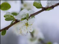 Später Winter Zwetschken 4