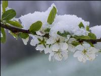 Später Winter Zwetschken 3