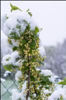Später Winter Ribisel 2