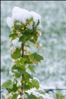 Später Winter Ribisel 1