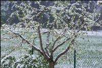 Später Winter Zwetschken 1