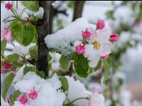 Später Winter Apfelknospe 10