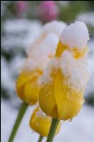Später Winter Gartenblumen 4