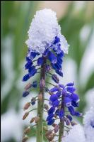 Später Winter Gartenblumen 3
