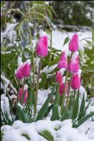 Später Winter Gartenblumen 2