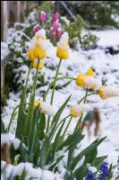 Später Winter Gartenblumen 1