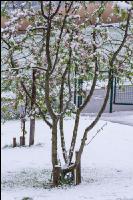Später Wintereinbruch Apfel 2