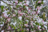 Später Wintereinbruch Apfel 1