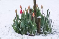 Später Winter Gartenblumen 5