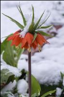 Später Winter Kaiserkrone 