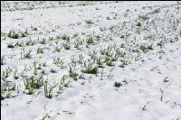 Später Wintereinbruch Gerste 9