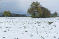 Später Wintereinbruch Gerste 6