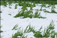 Später Wintereinbruch Gerste 2