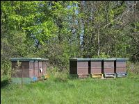 Bienenstöcke Wald 3