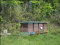 Bienenstöcke Wald 2