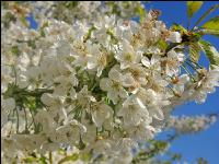 Kirsche Blüte 24