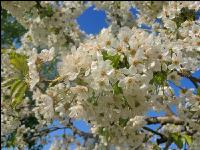 Kirsche Blüte 25